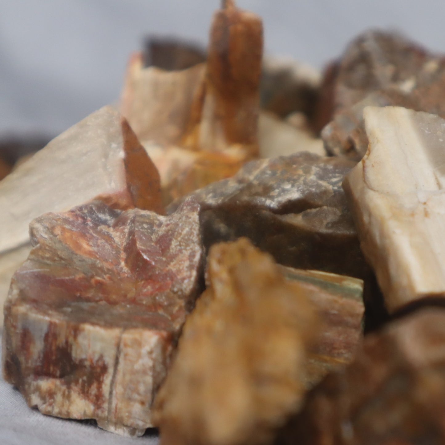 Rough Madagascar Petrified Wood