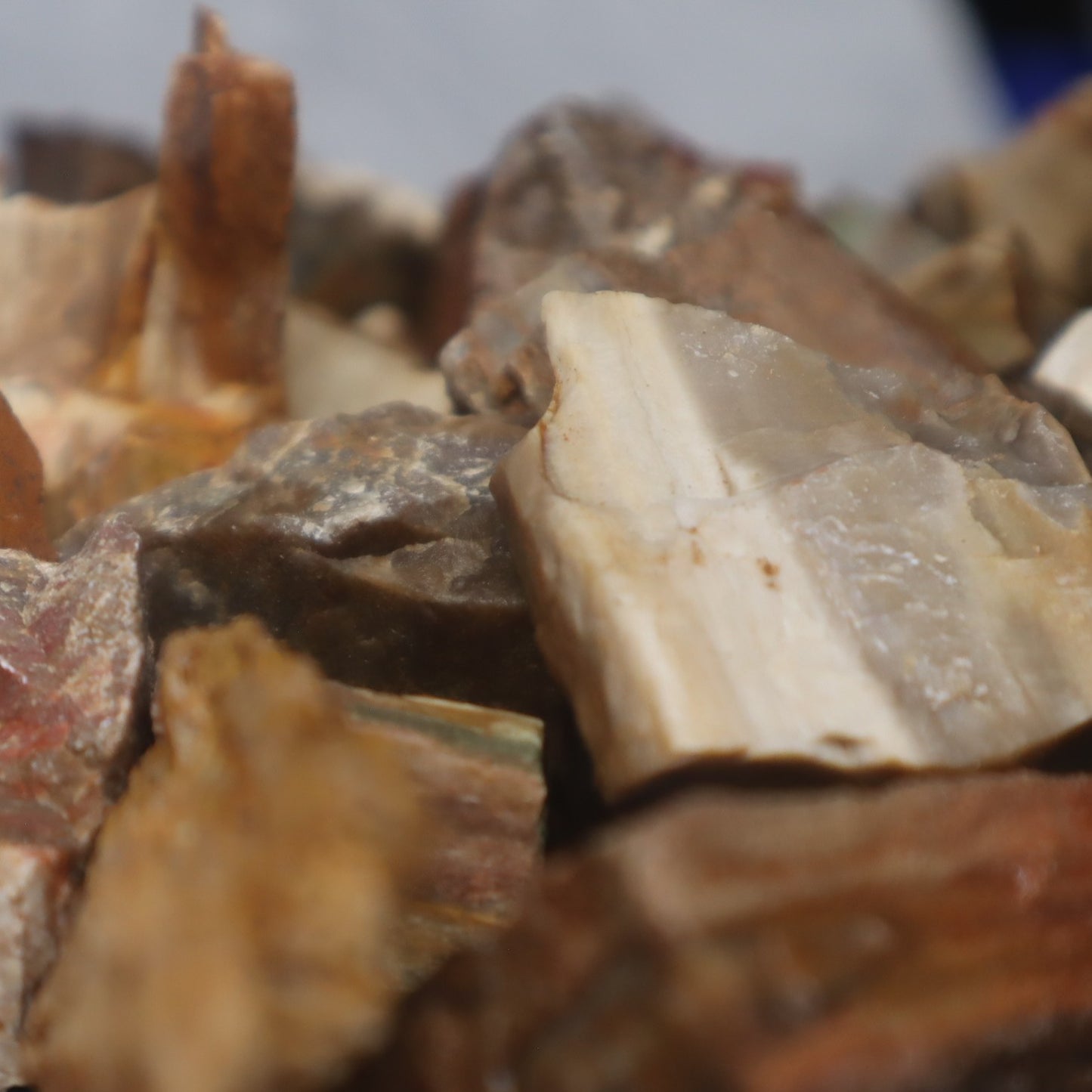 Rough Madagascar Petrified Wood