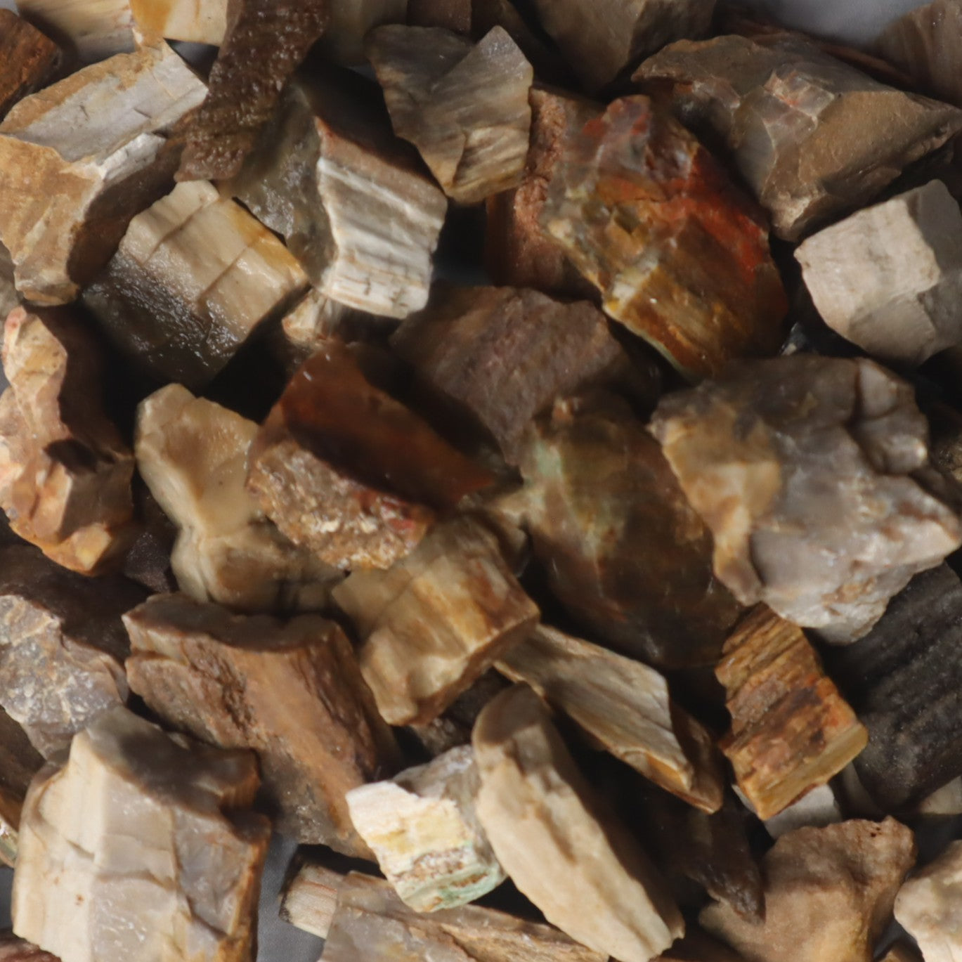 Rough Madagascar Petrified Wood
